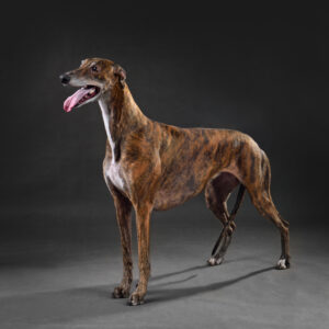 Top-5-Racing-Greyhounds-of-All-Time-asbdaw123