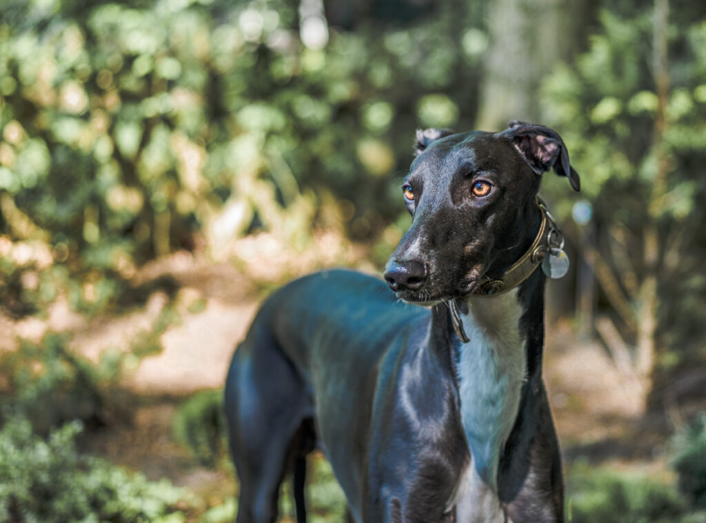 english-greyhound-jasdw123